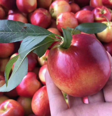 攀枝花油桃 2两以上产地直发支持一件代发