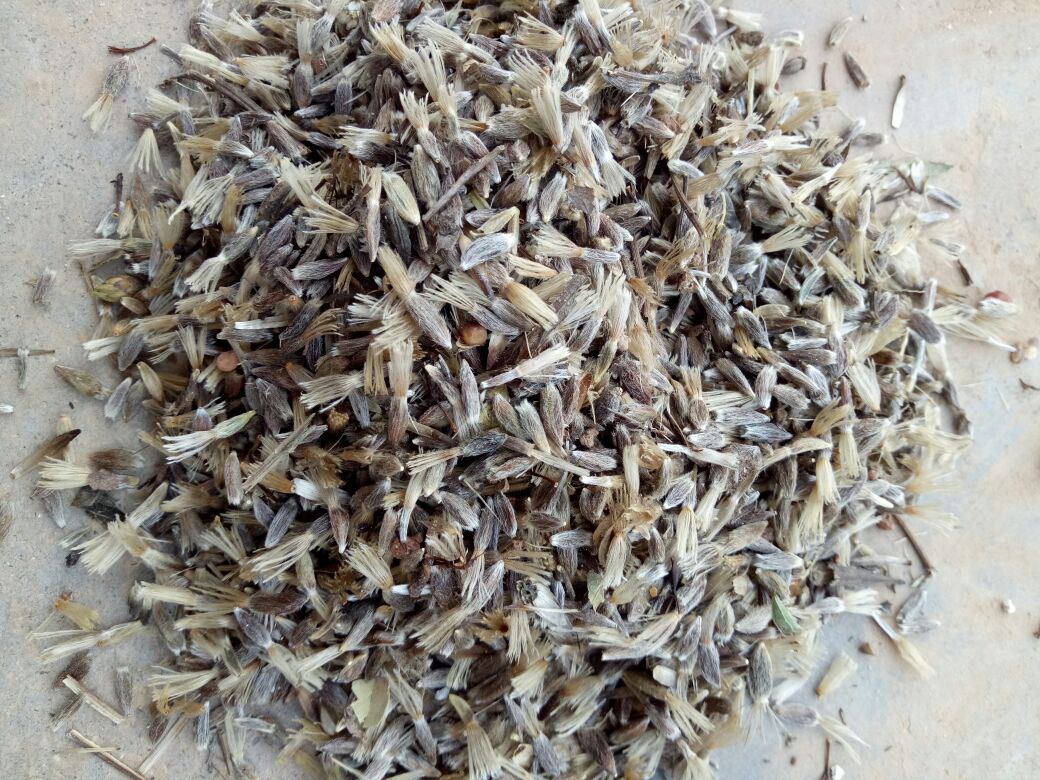 胡麻植物与种子特写