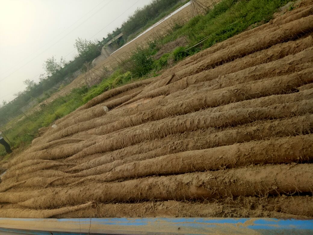 鹤壁九斤黄山药种植基地航拍图