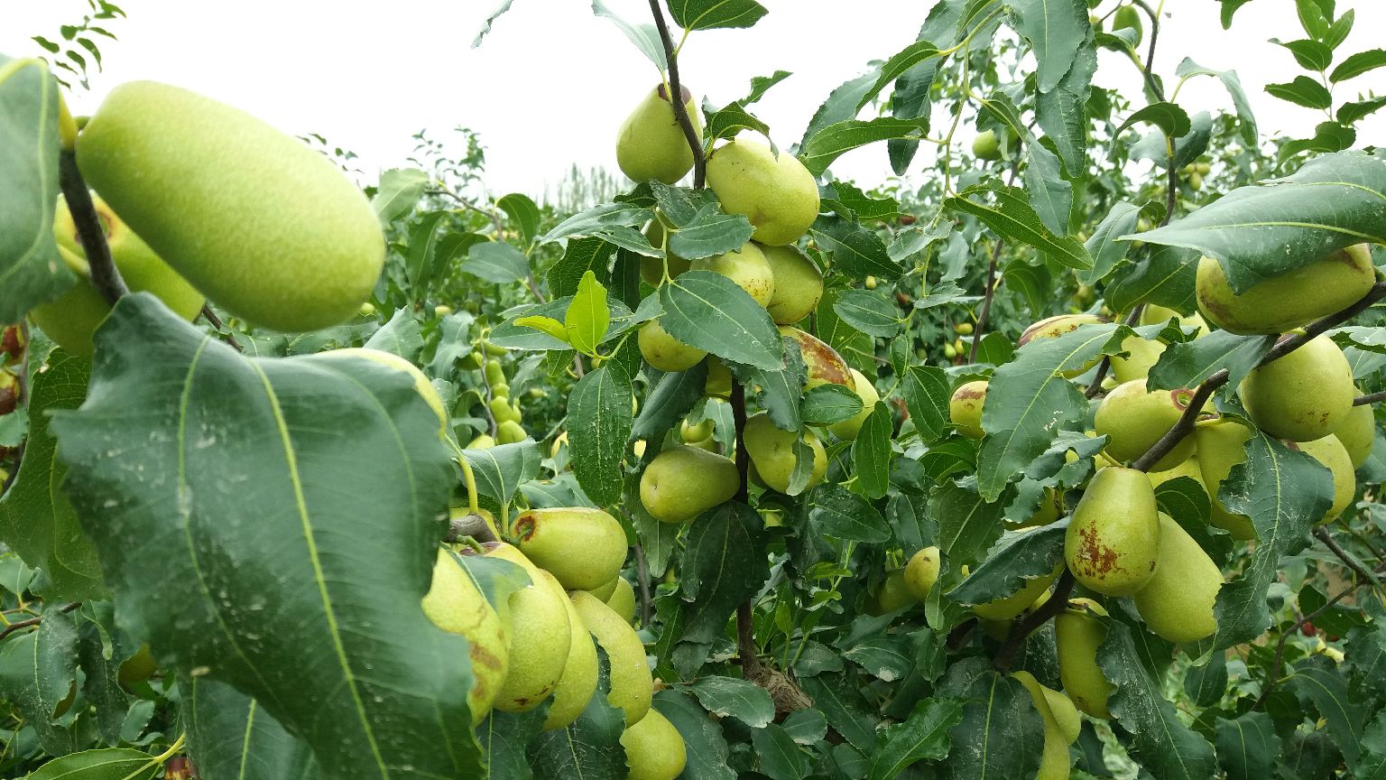 骏枣种植园实景图