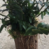 铁皮石斛盆花铁皮石斛木桩盆栽欢迎咨询