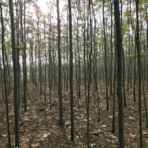 栾树4~6cm10~12cm3~3.5米