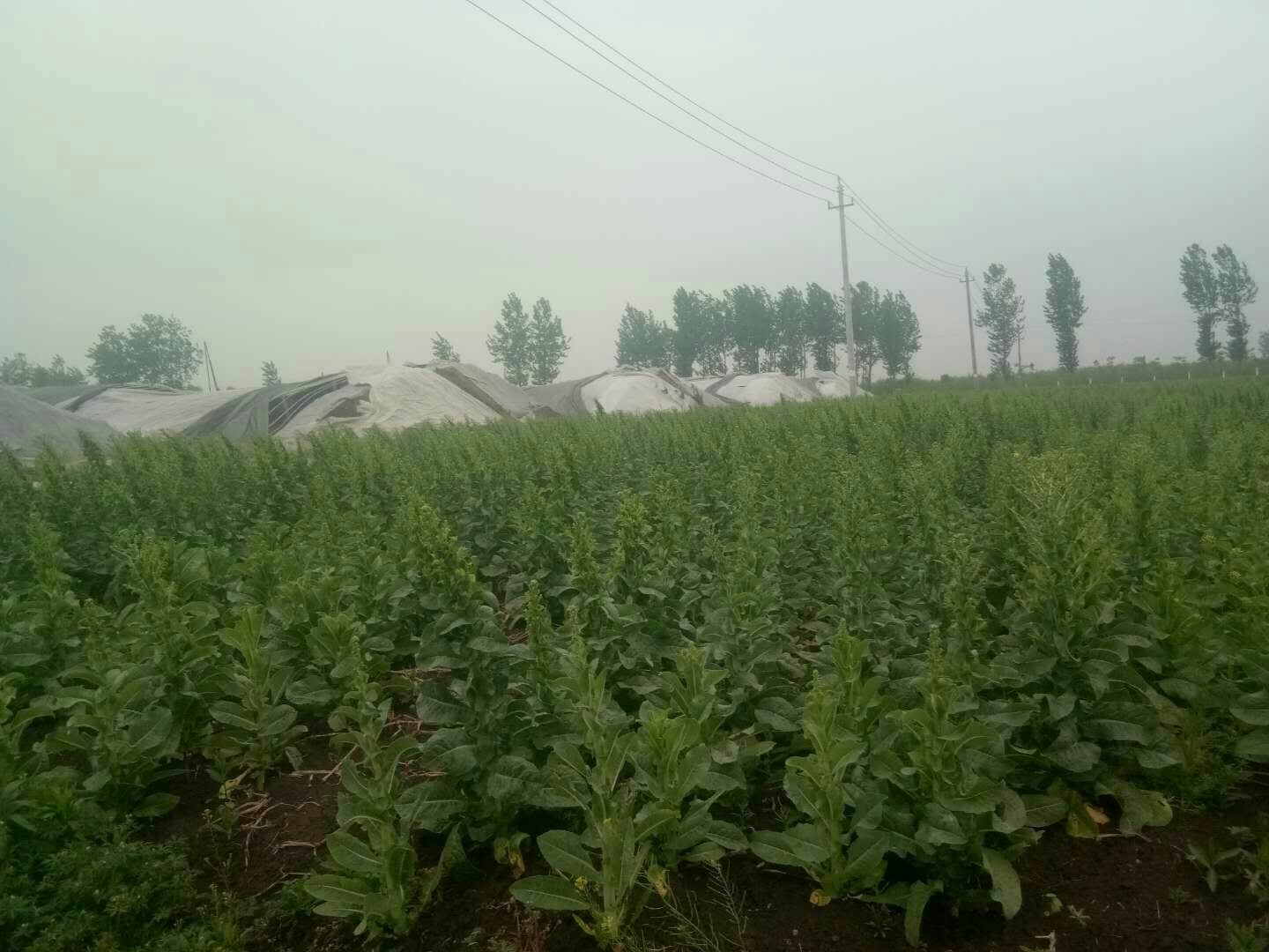 广东英德麻竹笋种植基地