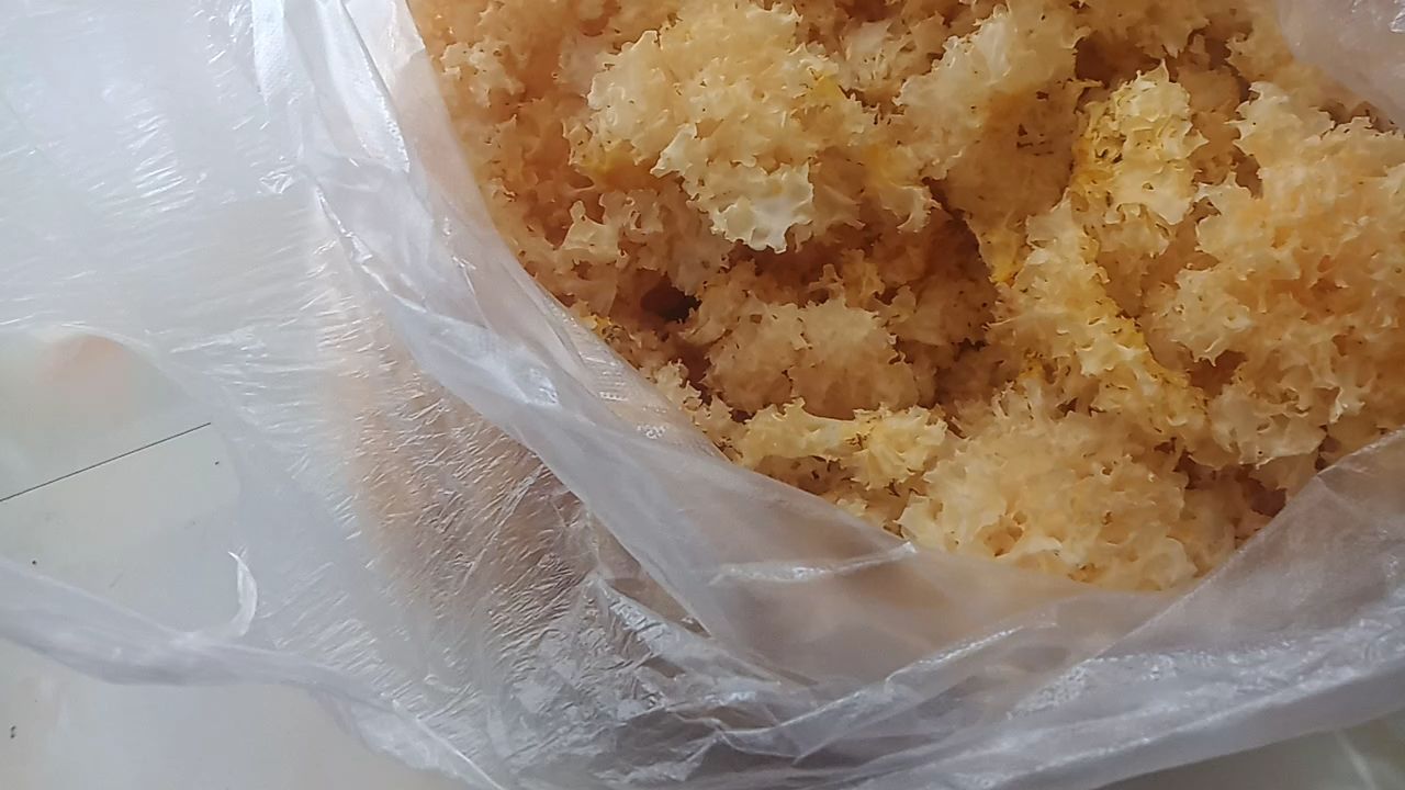 左侧为古田特级银耳干品,朵大肉厚,颜色自然微黄;右侧为冷水浸泡6小时后的泡发状态,可见明显的胶质析出,耳片舒展饱满,质地透明富有弹性 古田特级银耳干品与泡发对比图