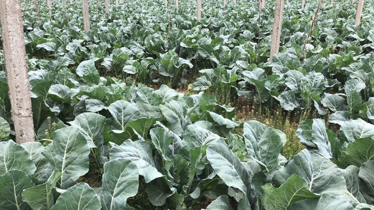 仁青菜植株特写