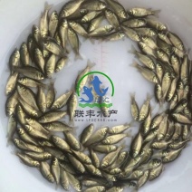 白鲫优质日本白鲫鱼苗