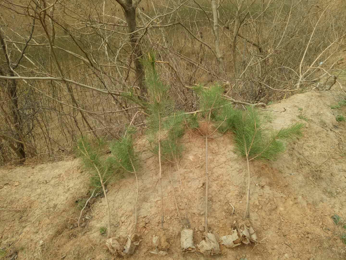 油松幼苗种植操作图
