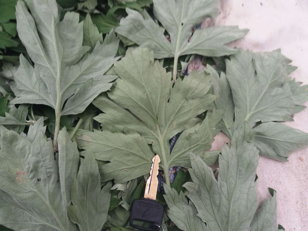 图片展示泡脚桶、花椒粒、粗盐、加热设备等泡脚所需工具,背景为温馨家居环境,突出家庭养生氛围 泡脚工具与材料展示