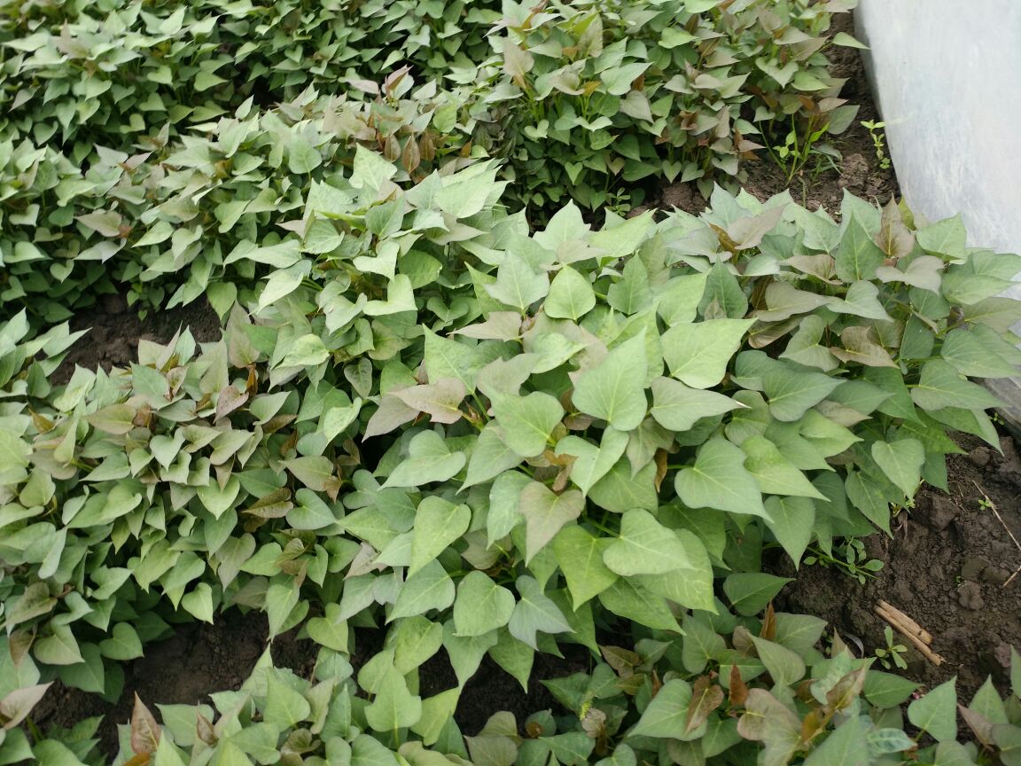 展示商薯18在田间种植的广阔场景,整齐排列的红薯地,绿色藤蔓覆盖土壤 商薯18种植基地航拍图