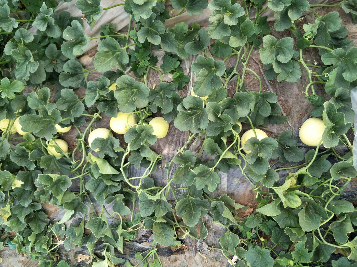 星甜24甜瓜成熟果实特写