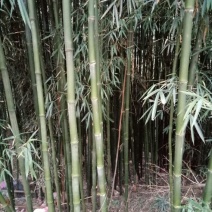 绿竹5~6m