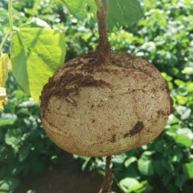 广东徐闻新苗苟葛白地瓜应季节凉薯沙苟