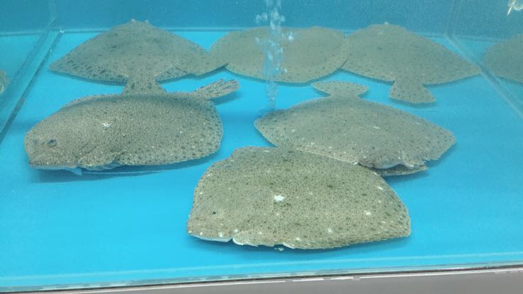 多宝鱼在水族箱中游动