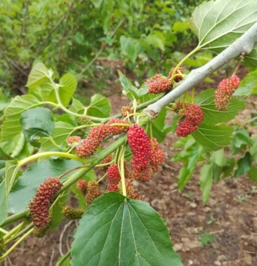 [桑葚批发]大叶桑 3~4cm价格2.00元/斤 - 一亩田