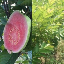 西瓜芭乐番石榴苗30~50cm