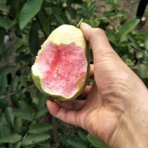 西瓜番石榴苗红心芭乐苗