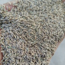孜然新疆孜然，新疆小茴香