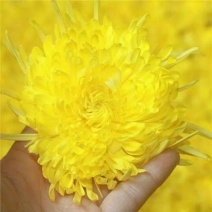 皇菊