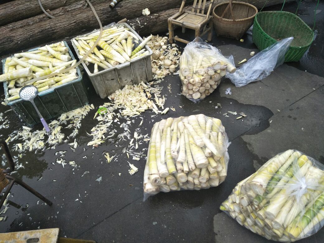 展示新鲜竹笋和泡椒原料的图片,背景为农田或加工车间 竹笋与泡椒原材料展示