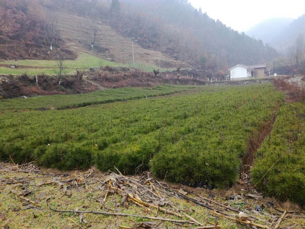 白皮松种植基地航拍图