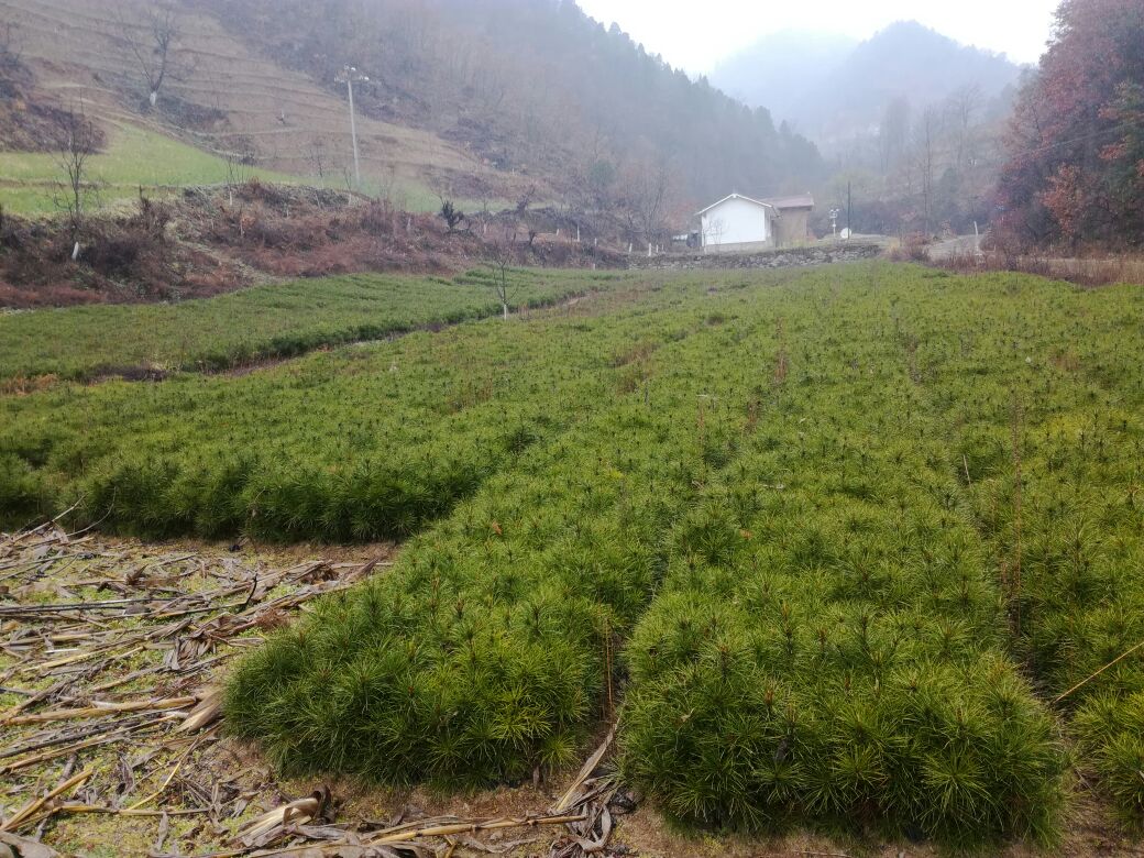 山西省晋中市左权县大面积连片白皮松育苗基地,整齐划一的苗床布局,远处为太行山区地形背景,可见灌溉系统正在运行,地面覆盖黑色防草布,苗木排列密集,长势良好 左权县白皮松育苗基地航拍图