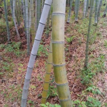 竹子9~10m