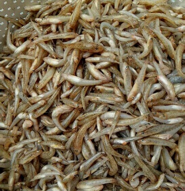 [山根鱼批发]山根鱼 价格13.00元/斤 - 一亩田