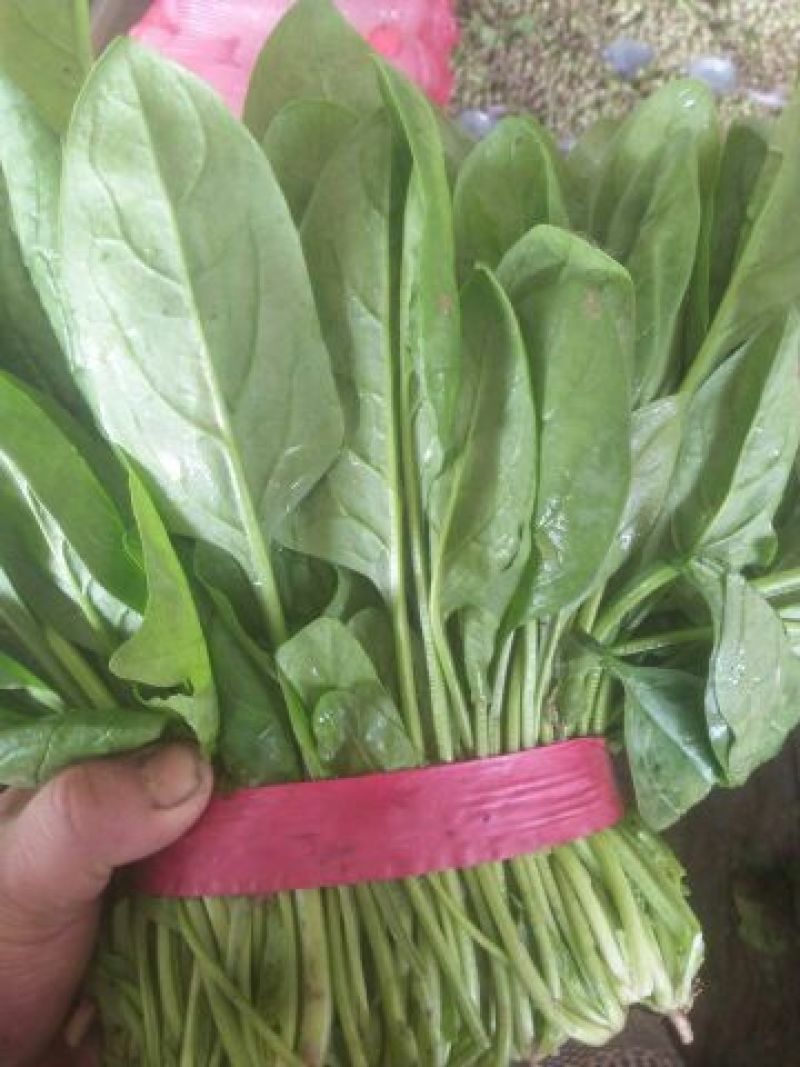 [菠菜批发]大叶菠菜 20~25厘米价格0.80元/斤 - 一亩田