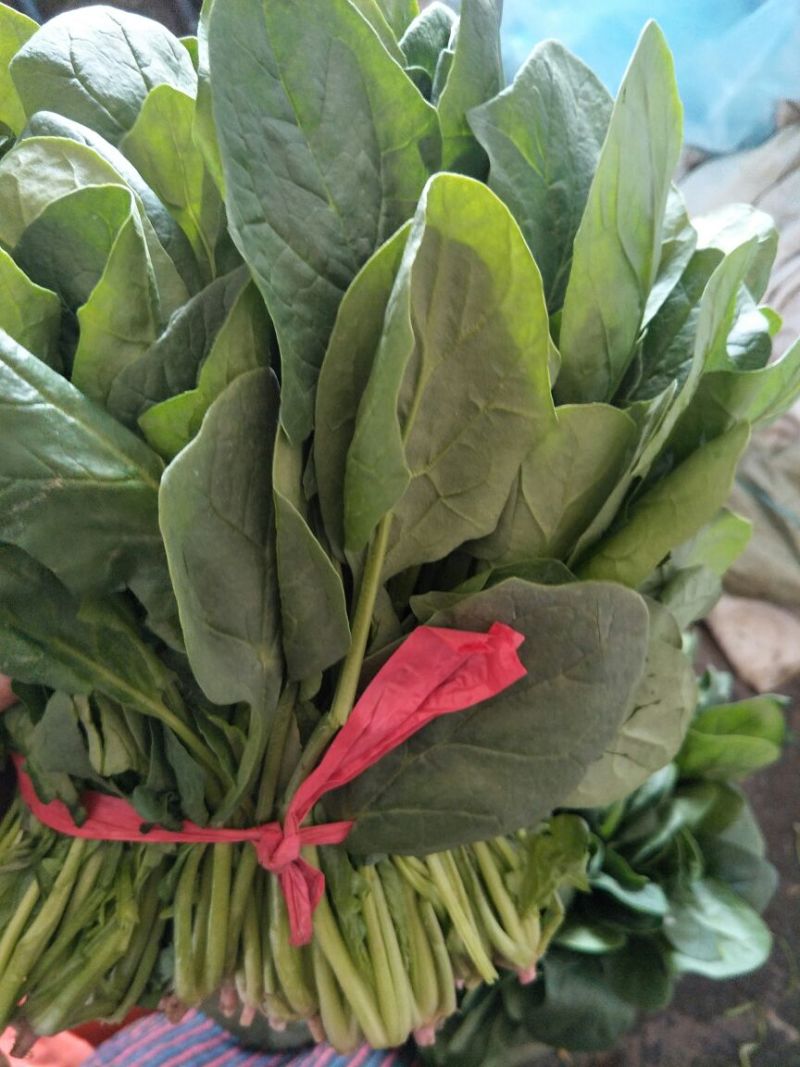 [菠菜批发]大叶菠菜 20~25厘米价格0.80元/斤 - 一亩田