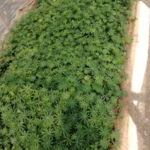 二月兰，各种宿根植物大量有货，绿化苗木一年四季提供一条龙