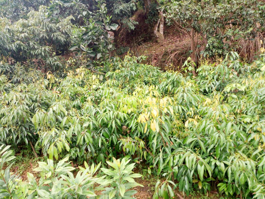 无核荔枝种植园全景