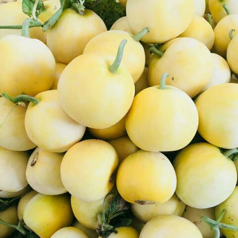 [甜瓜批发]早雪甜瓜 个头均匀.口感脆甜大量供应.皮薄.价格4.