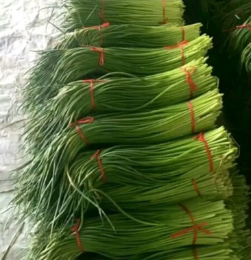 红泡蒜薹无斑点条长货源充足代发全国