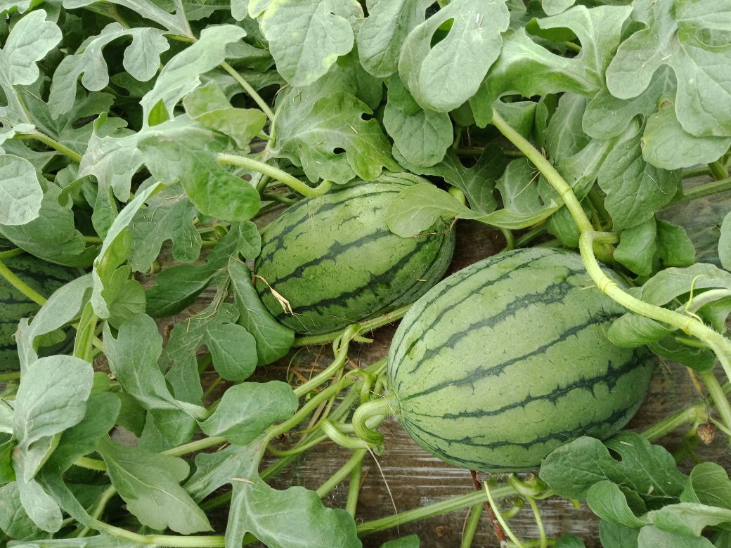 田间成熟的小西瓜特写