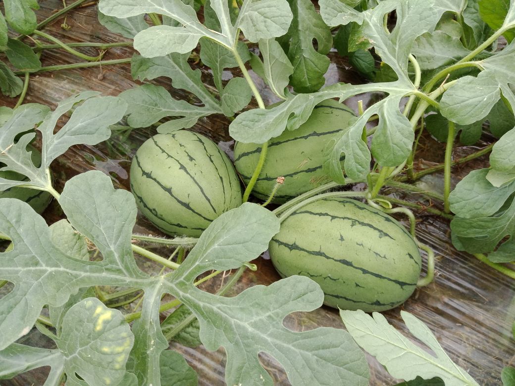 早春红玉的色彩灵感