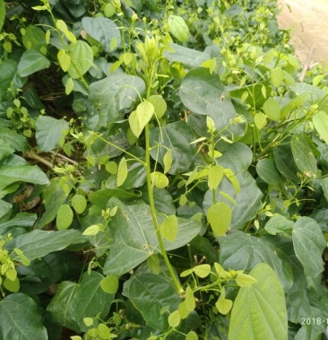 野生赤蒼藤菜大新龍鬚菜天等姑娘菜天然美食