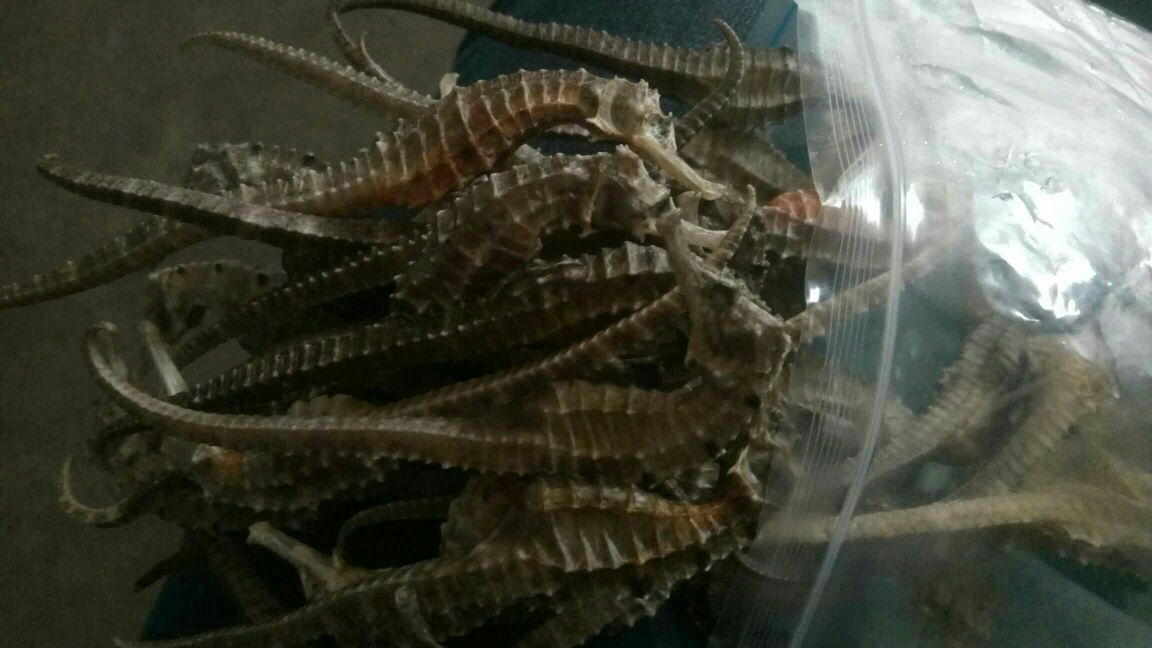显微级拍摄:北海基地规范干燥的刺海马干品,体长8–12cm,头冠棱角分明,躯干环骨突起完整,腹侧白线清晰,无霉变虫蛀,符合《中国药典》海马项下性状与杂质≤2%标准 广西北海人工繁育刺海马干制品特写