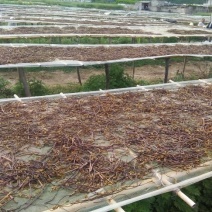 蕨菜山野菜龙爪菜，拳菜