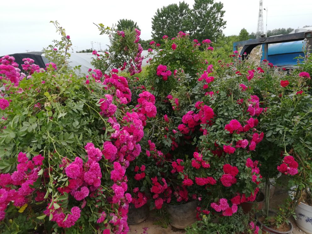展示“珊瑚礁”月季在阳光下盛开的画面,花色从橙黄向粉红渐变,花朵密集,株型紧凑 “珊瑚礁”月季盛开的场景