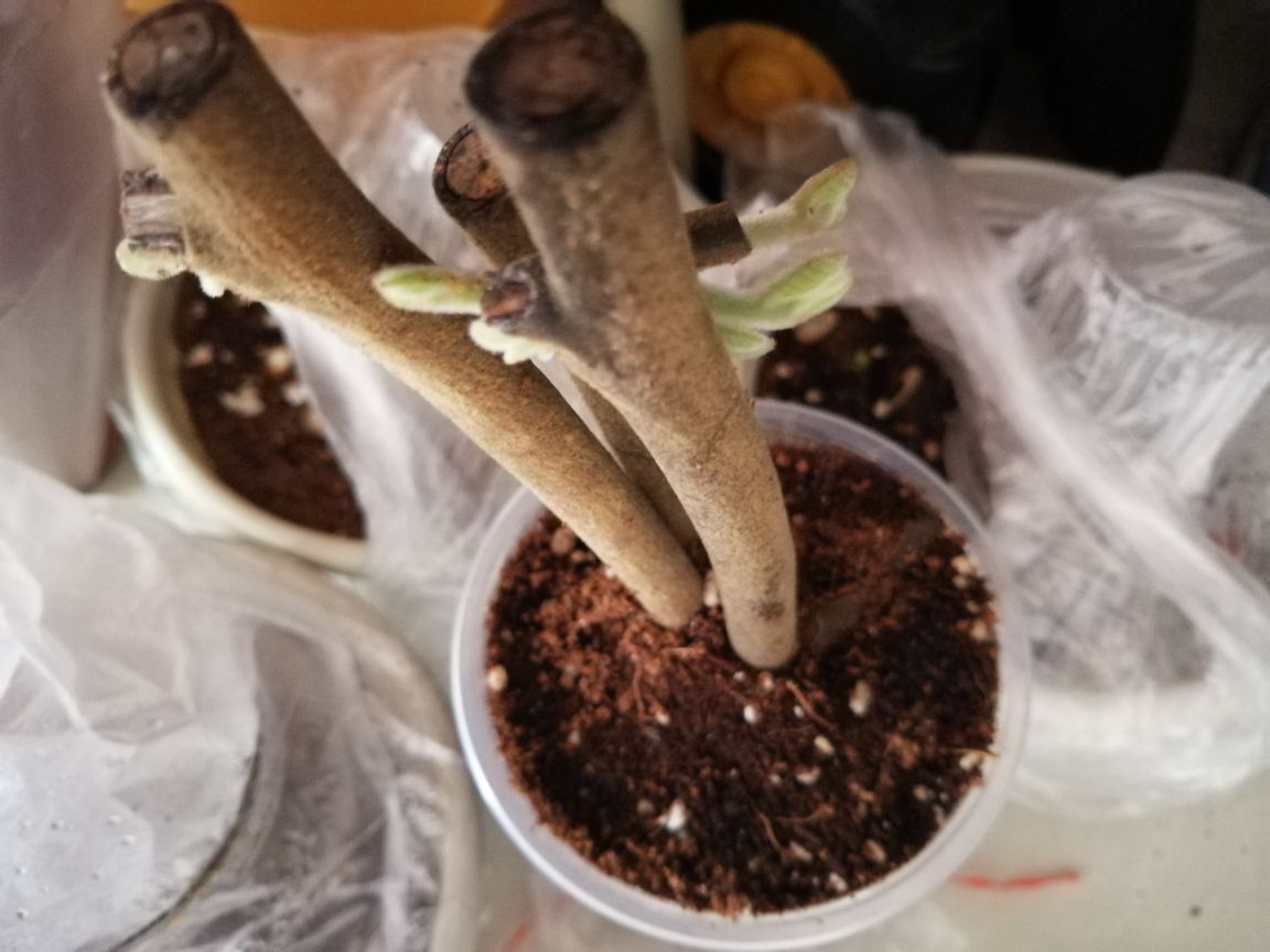 芋头母在南方地区采用地膜覆盖种植,提升发芽率 芋头母地膜覆盖种植示意图