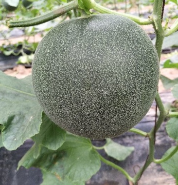 芳香雅州蜜15斤以上精品中国甜瓜香瓜哈密瓜基地