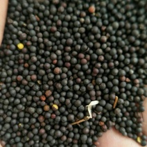 油菜籽1级