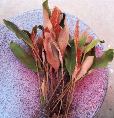 [石韦批发]石韦 小叶全草价格12.00元/公斤 - 一亩田