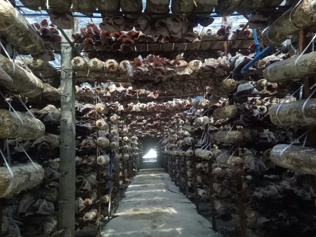毛木耳栽培基地