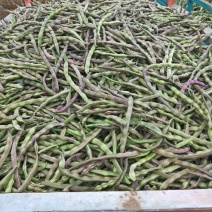 四季豆紫花四季豆15~20厘米，基地出货