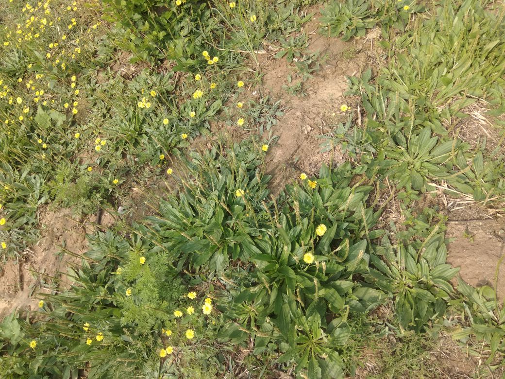 鬼针草植株全景
