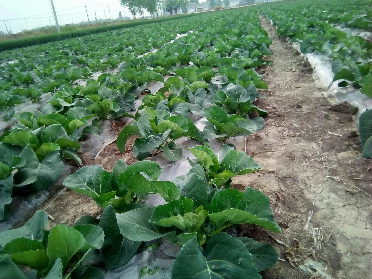 中国地图上标注松花菜主要种植区域:福建省福清市(红色五角星)、浙江省温州市(蓝色圆形)、云南省玉溪市(绿色三角形),并附简要气候特征说明——福清属亚热带季风气候,冬季温暖利于早春上市;温州沿海多雨需避雨栽培;玉溪海拔1700米,夏季凉爽适合错峰生产 松花菜主产区地理分布示意图