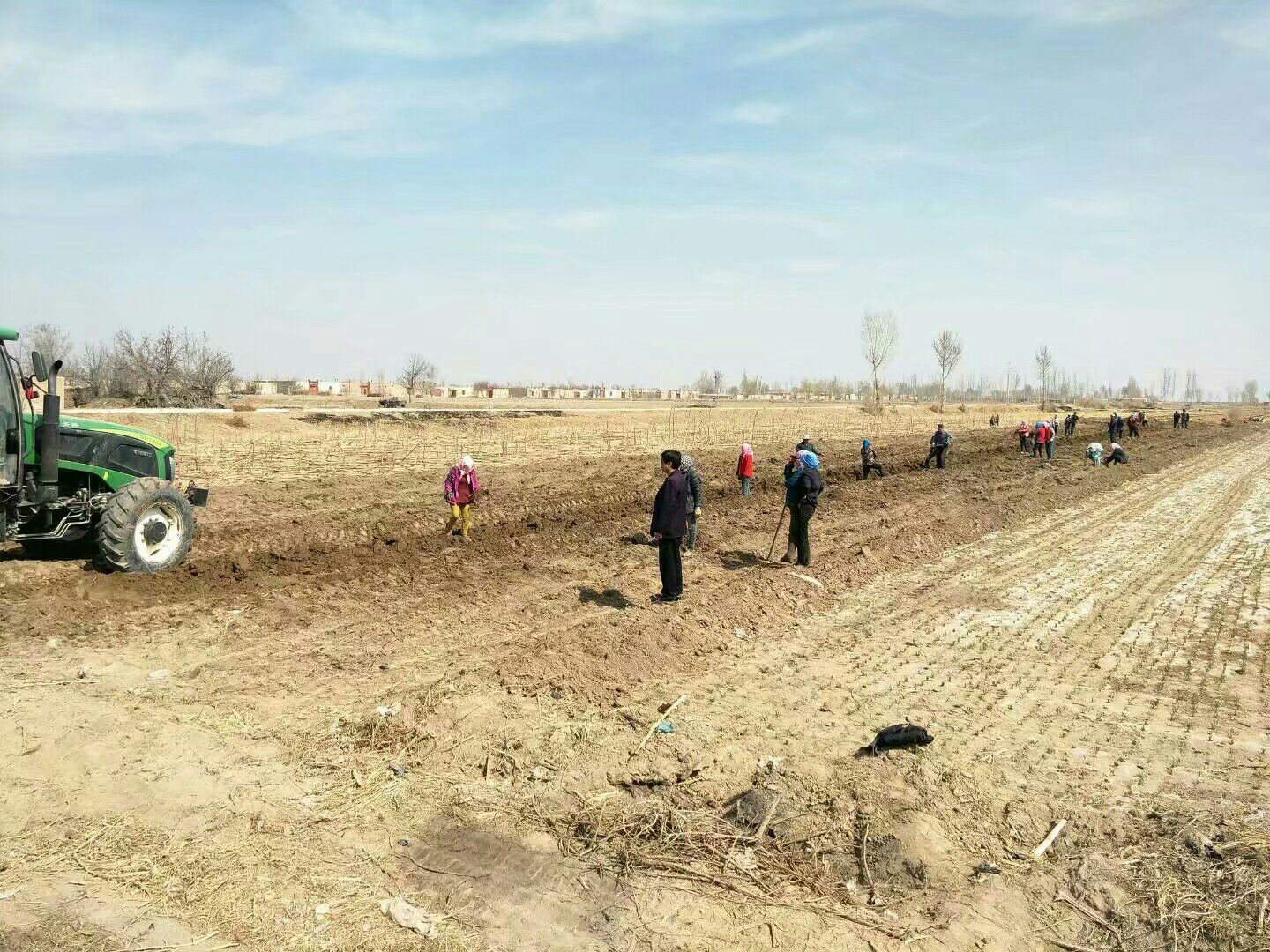 羽衣甘蓝与西兰花种植场景对比图