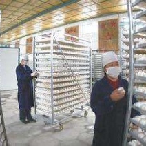 鹅苗0.5斤以下