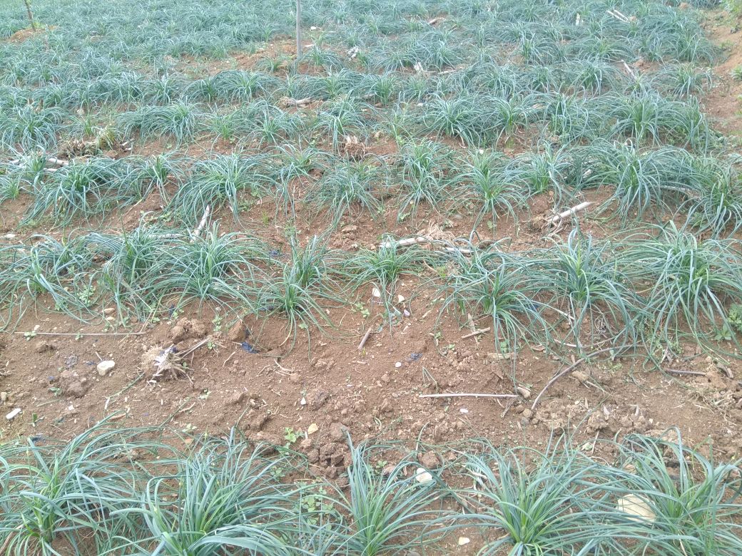 图片展示一片正在生长的独头蒜田,农民在田间进行除草和浇水管理,远处可见部分大蒜已开始抽苔 独头蒜田间管理实景图